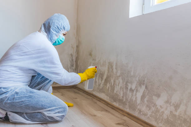Licensed Mold Remediation service in Christiana, PA - WQB Mold Removal